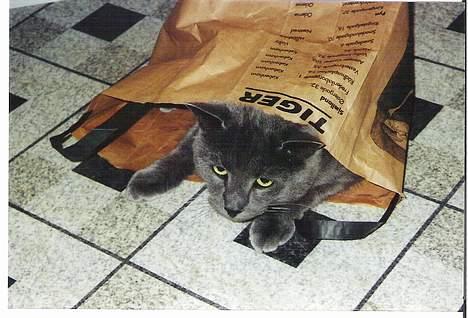 Blanding af racer Futte billede 2