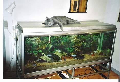 Blanding af racer Futte billede 3