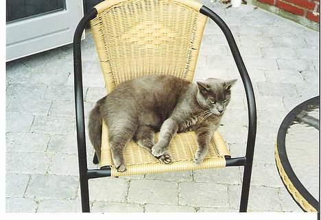 Blanding af racer Futte billede 4