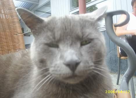 Blanding af racer Futte billede 5