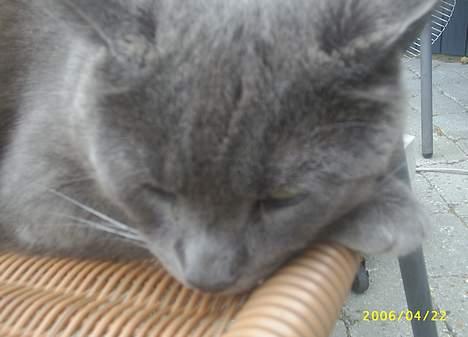 Blanding af racer Futte billede 6