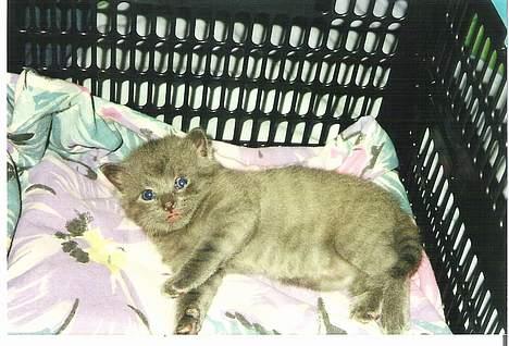 Blanding af racer Futte - lille baby Futte billede 7