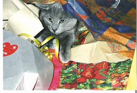 Blanding af racer Futte - pakker pakker pakker billede 8