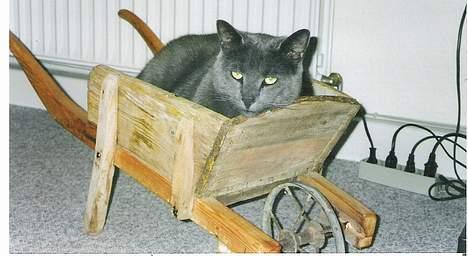 Blanding af racer Futte billede 10