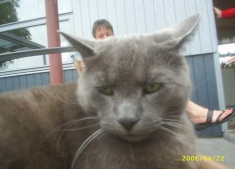 Blanding af racer Futte billede 11