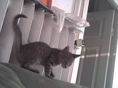 Europé Miss Molly ***R.I.P*** - så er vi ude på stank igen billede 3