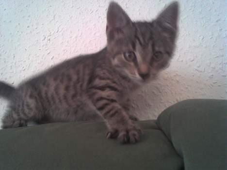 Europé Miss Molly ***R.I.P*** - se mig!!!! billede 4