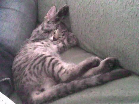 Europé Miss Molly ***R.I.P*** - er bare træt billede 5