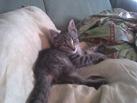 Europé Miss Molly ***R.I.P*** - det er hårdt og være oppe den halve nat billede 6