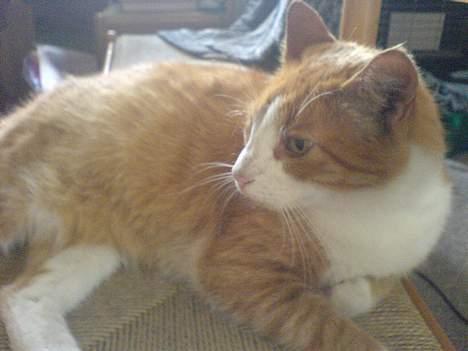 Huskat dexter  R.I.P - sover igen billede 7