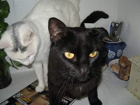 Huskat Anubis billede 12