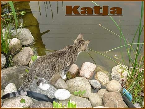 Huskat Katja - Kig kiig billede 6