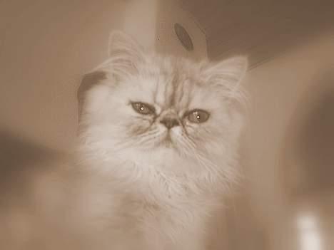 Perser Well-Done´s Sofus  - Han er så fotogen  billede 13