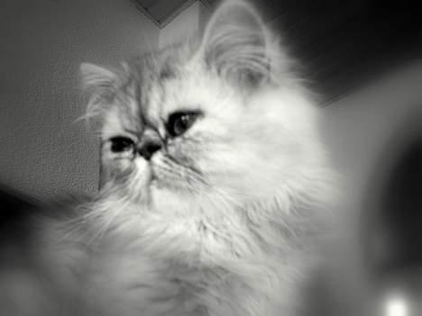 Perser Well-Done´s Sofus  - Muuuuuuuuuuuuuums :-) billede 14