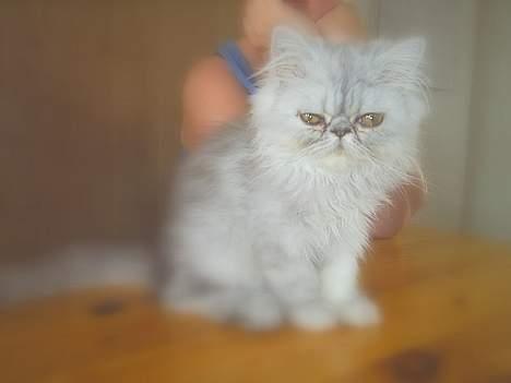 Perser Well-Done´s Sofus  - lækker lækker lækker billede 15