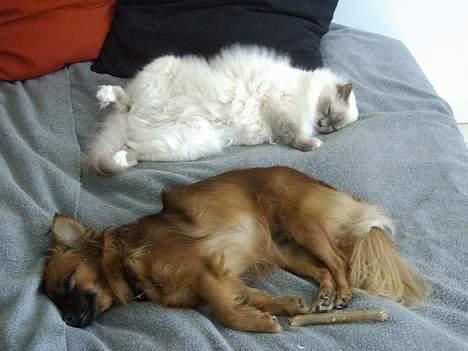 Hellig Birma Mika (Mikaros De Shattea) billede 19