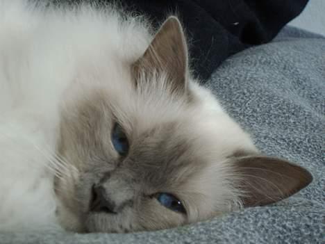 Hellig Birma Mika (Mikaros De Shattea) billede 20