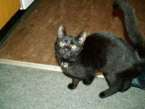 Huskat prinses billede 10