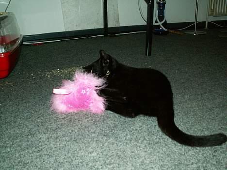 Huskat prinses billede 11