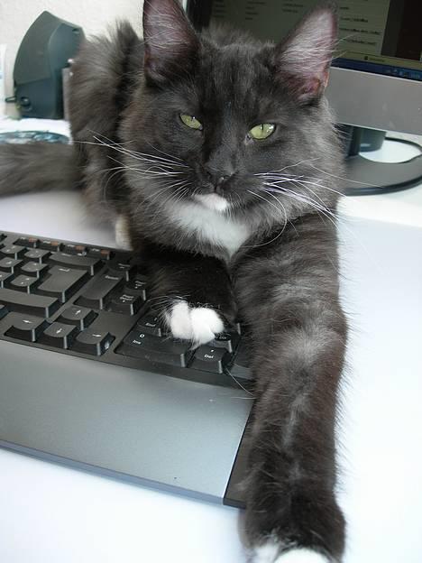 Norsk Skovkat Na´zyias Daisy Mae (Hera) - Oktober 2006 - Smukke Hera billede 8