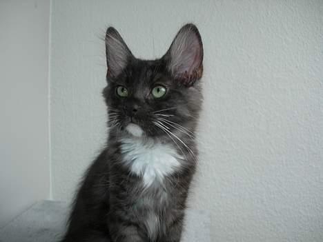 Norsk Skovkat Na´zyias Daisy Mae (Hera) - 14 uger  - Tid til narrestreger billede 9