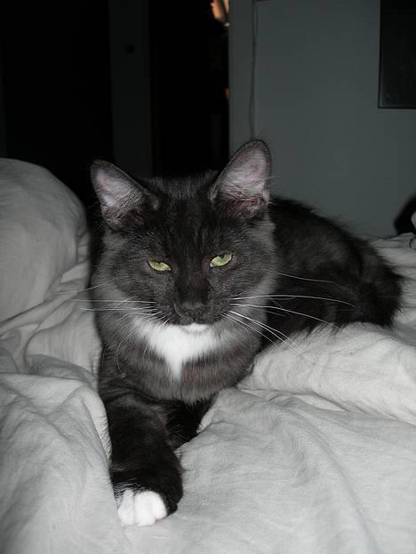 Norsk Skovkat Na´zyias Daisy Mae (Hera) - 11. sept. 2006 - 2,5 kg ophøjet majestæt billede 10