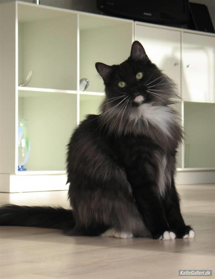 Norsk Skovkat Na´zyias Daisy Mae (Hera) - November 2007 - godt 5 kg skovpige med hovedet på skrå  billede 11