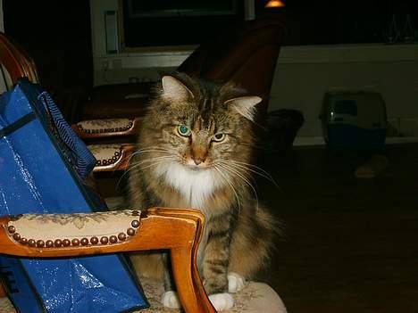 Maine Coon aviajas billie jean billede 10