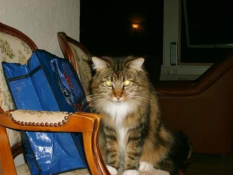 Maine Coon aviajas billie jean billede 11