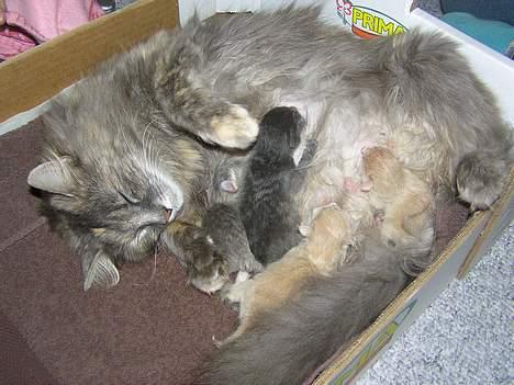 Norsk Skovkat Zimba  - Zimba med hendes 4 killinger, Pjuske, Garfield, Viggo og Zizi. billede 11