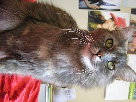 Norsk Skovkat Zimba  - Dræber-mis ! billede 12