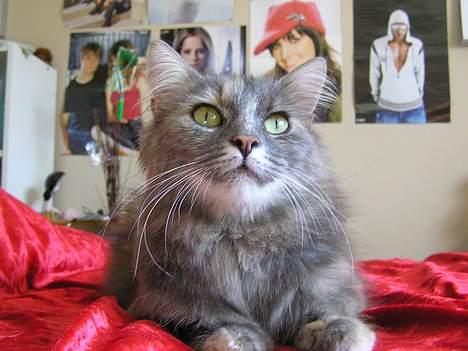 Norsk Skovkat Zimba  - Se op, der er en lop d: billede 13