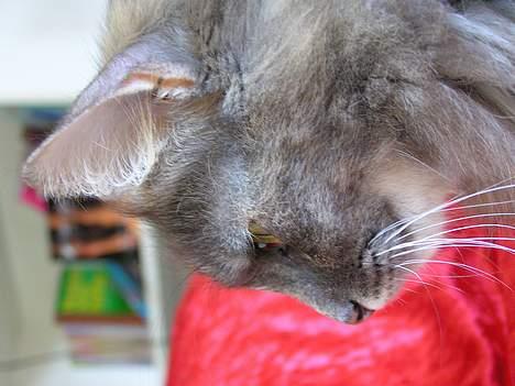 Norsk Skovkat Zimba  - Og så lige fra siden af ;) billede 15