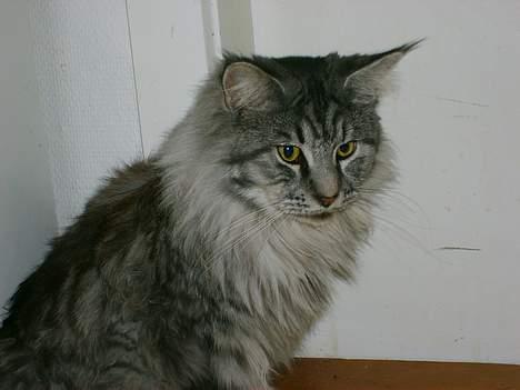 Maine Coon Scar billede 14