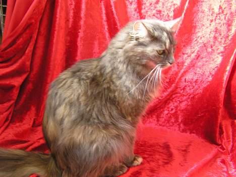 Norsk Skovkat Zimba  - Min dejlige  psyco-mis <´33 billede 16