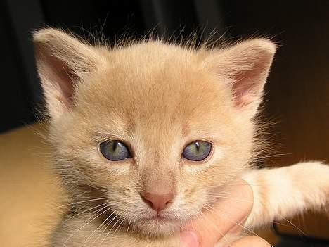 Blanding af racer Viggo  - Min lille baby mis <´33 Du må da indrømme at han er og bliver dejlig! billede 1