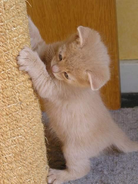 Blanding af racer Viggo  - Min lille mand prøver at overmande et kradsetræ  billede 2