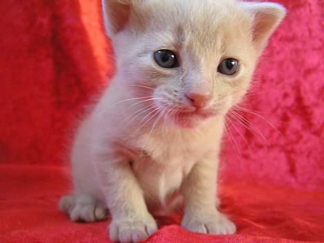 Blanding af racer Viggo  - Mit lille baby dyr <´33 billede 3