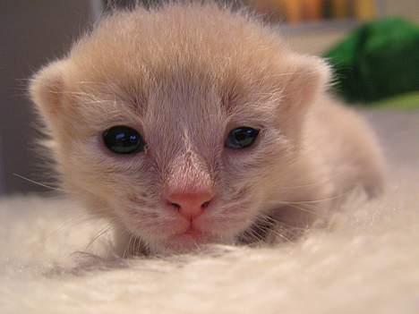 Blanding af racer Viggo  - Her var han ikke særlig gammel.  billede 4