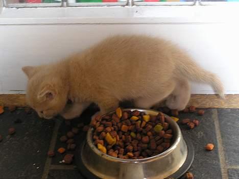 Blanding af racer Viggo  - Rundt om maden og SÅ æder vi ! billede 6