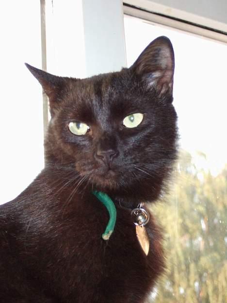 Huskat Thorkild  - Thorkild d. 31. juli 2006.. billede 19