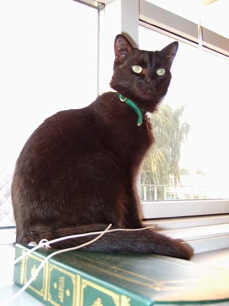 Huskat Thorkild  - Thorkild d. 31 juli 2006 billede 20