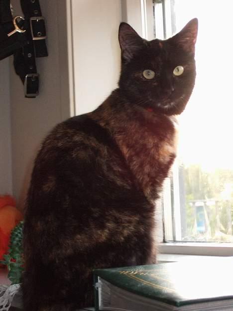 Huskat Magda billede 1