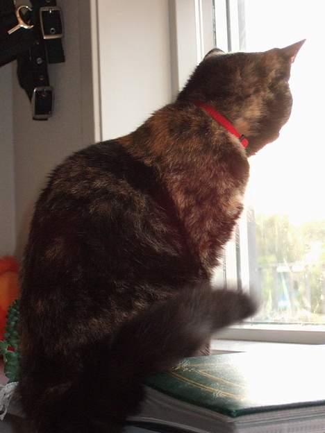 Huskat Magda billede 2