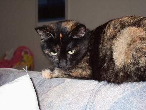 Huskat Magda billede 3