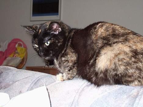 Huskat Magda billede 4