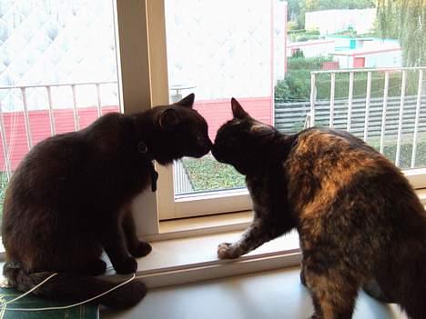 Huskat Magda billede 5