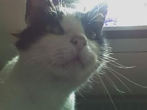 Huskat zorro - hey tag lige nogle billeder af mig  billede 1