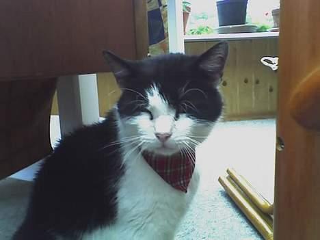 Huskat zorro - jeg er ensom billede 2