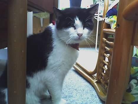 Huskat zorro billede 3